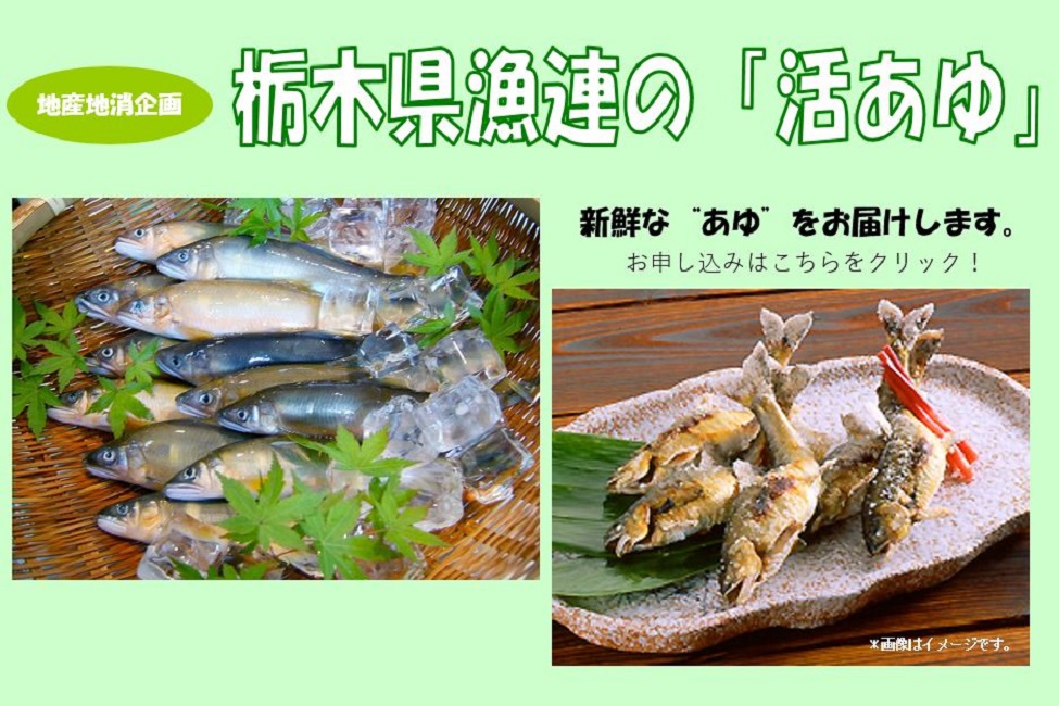 栃木県漁連の「活あゆ」のご案内