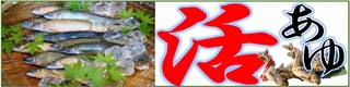 活あゆ